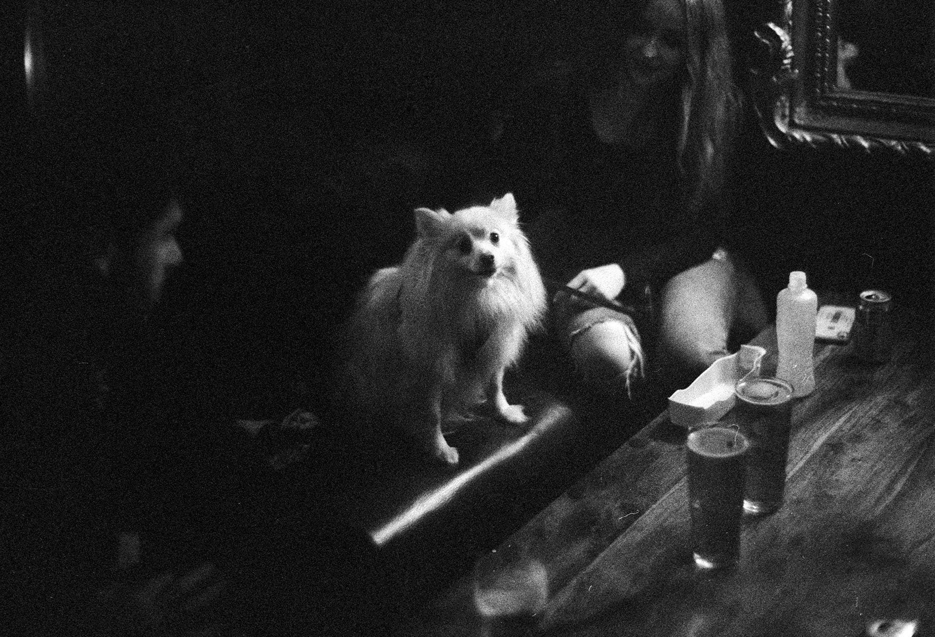 Dogs in pubs