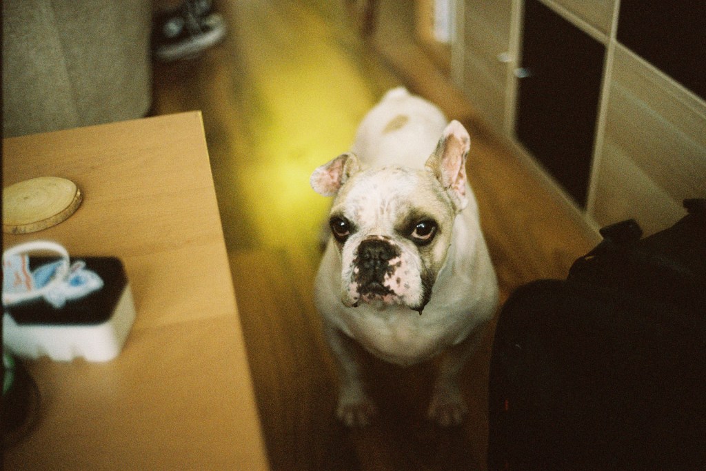Leica M2 - dog